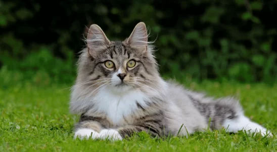 Skogkatt Elegância e Natureza Selvagem em um Gato Doméstico