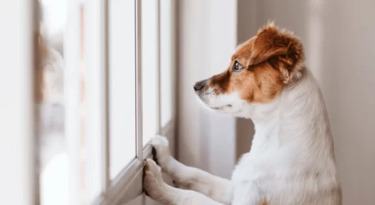 Ansiedade de Separação em Cães Como Lidar Eficazmente