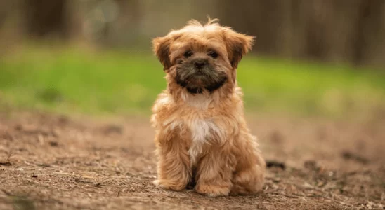 Mistura de Raças O que Preciso Saber ao Adotar um Cão Mestiço