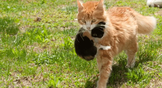 Proteção Felina O Mistério do Cuidado Maternal Com os Gatinhos