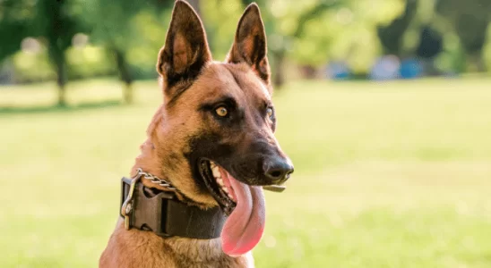 Cães de Trabalho Saiba Qual Raça se Destaca em Cada Função