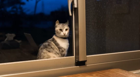 Comportamento Noturno dos Gatos e a Convivência Harmoniosa