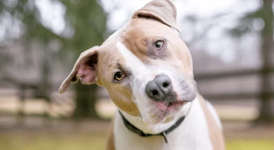 Comunicação Canina Decifre a Linguagem do Seu Melhor Amigo