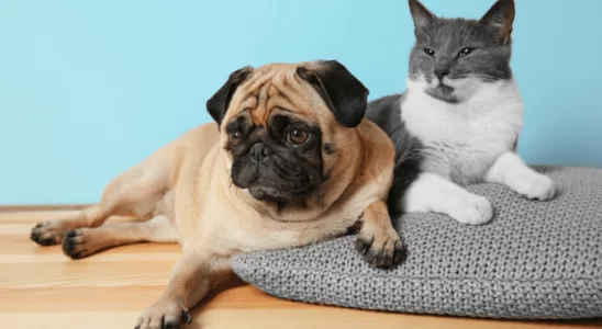 Convívio Pacífico entre Cães e Gatos Confira as Estratégias