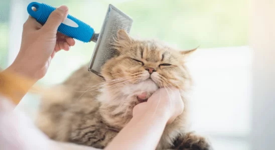 Escovação Felina A Rotina Ideal para Cuidar do Pelo do seu Gato