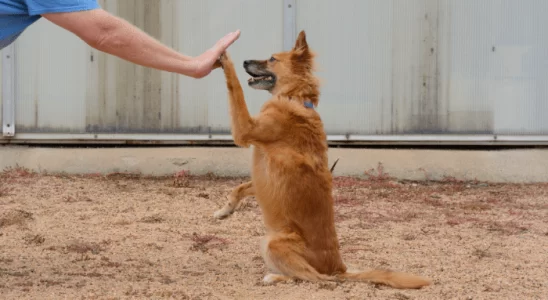 Inteligência Canina Como Entreter e Estimular seu Cão