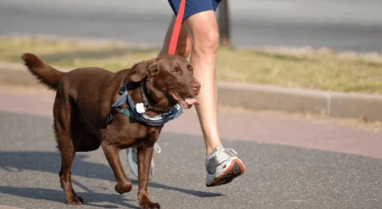 Rotina de Exercícios para Cães Como ter um Pet Ativo e Saudável