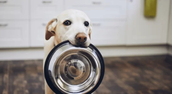 Alimentação Canina Certa para Vida Longa e Saudável