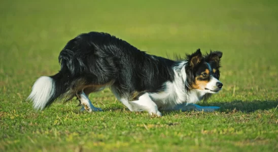 Curiosidades Caninas Saiba Fatos Surpreendentes sobre os Cães