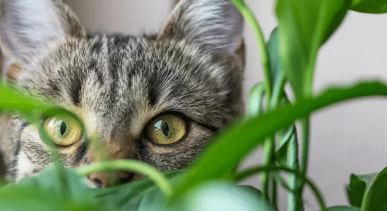 Gatos e Plantas Como Criar um Ambiente Seguro e Saudável