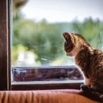 Gatos e Solidão Como Manter Seu Gato Feliz na Sua Ausência