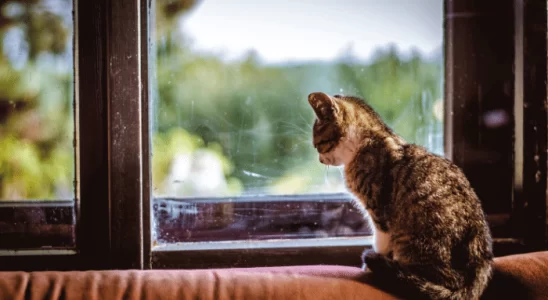 Gatos e Solidão Como Manter Seu Gato Feliz na Sua Ausência