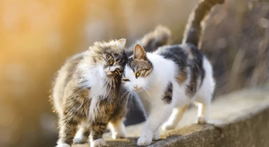 O Ronronar dos Gatos Significado por Trás do Som Aconchegante