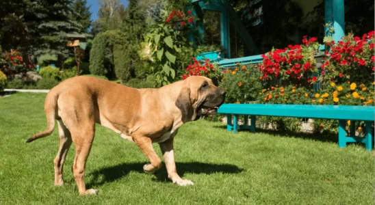 Raça Fila Brasileiro o Mastim do Brasil