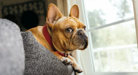 Raças de Cachorro Ideais para Apartamento Escolha a Sua