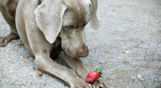 Cachorro pode comer morangos?