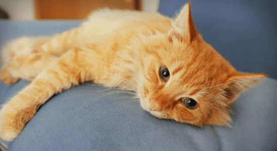 Cães e Gatos Giram Antes de Deitar por um Motivo Especial