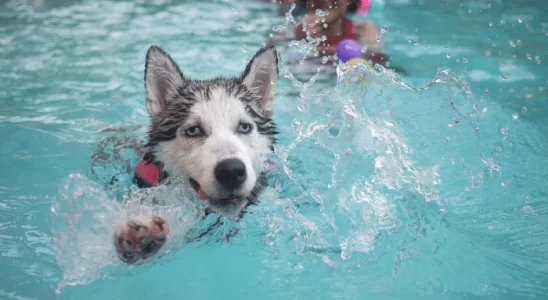 Cães no Calor Quais Sofrem Mais