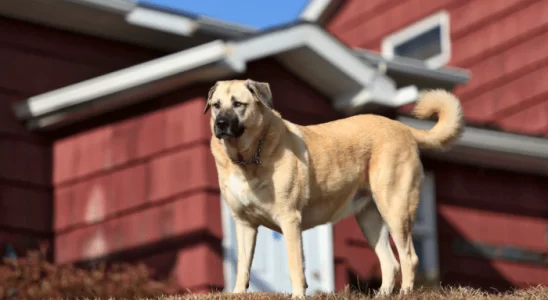 Kangal Saiba Mais Sobre essa Raça