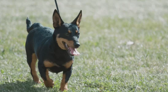 Lancashire Heeler Conheça a Raça Nova Descoberta