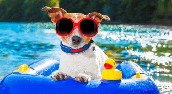 Pet na Piscina Garanta a Segurança Dele Com Estas Dicas