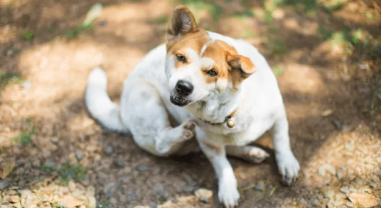 Arrastando no Chão o Bumbum Por que Seu Cachorro Faz Isso