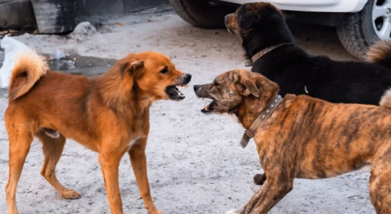 Briga de Cachorros Como Separar Sem Se Machucar