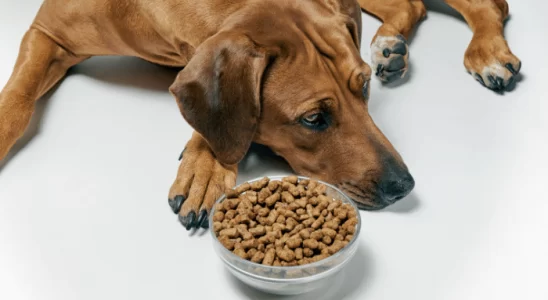 Cachorro Não Quer Comer Ração O Que Fazer