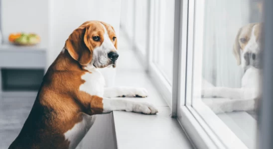 Cachorro Sozinho em Casa Como Ficar Tranquilo