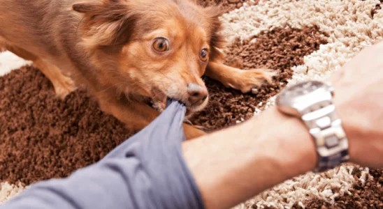 Cachorro que Morde Tudo e Todos Como Fazer Parar