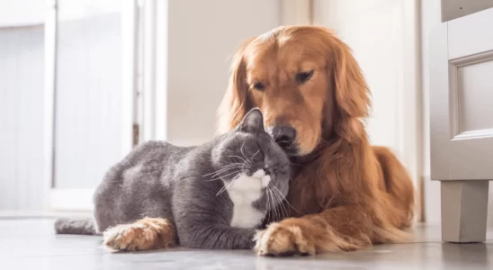 Cão e Gato Comportados 5 Passos para Ensinar o Seu