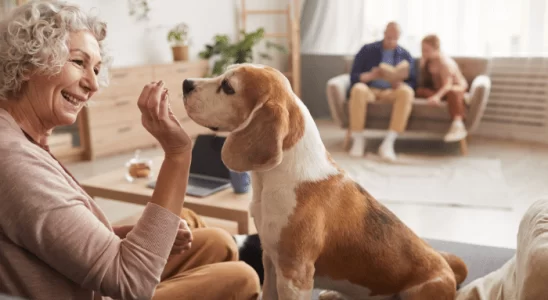 Demência na Velhice Ter um Cachorro Reduz o Risco