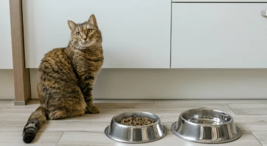 Gato Não Quer Comer O Que Fazer