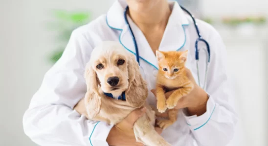 Melhor Veterinário Como Escolher para o seu Cão ou Gato