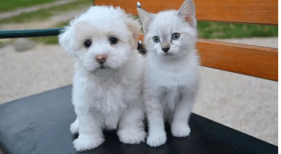 Amigos ou Rivais Como Melhorar a Relação Entre Cães e Gatos