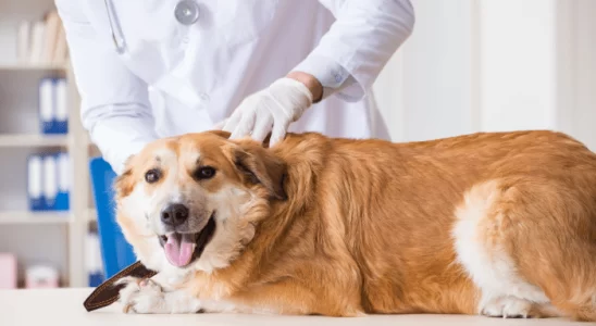 Cachorro Envenenado Aprenda a Reconhecer os Sintomas