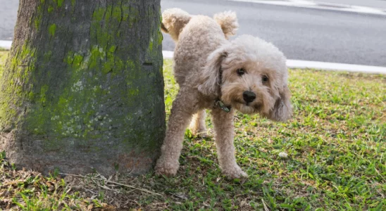 Cachorro Marcando Território Como Resolver