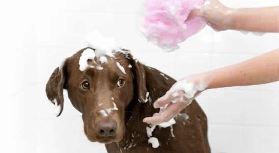 Cachorro Medroso Como Dar Banho