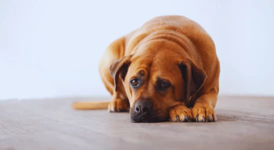 Cachorro Triste Identificando Sinais de Possível Doença