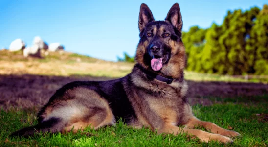 Cachorros Mais Bravos Confira Cinco das Raças Mais Corajosas