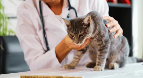 Gatinho Idoso Cinco Cuidados Essenciais Para o Seu Bem-Estar