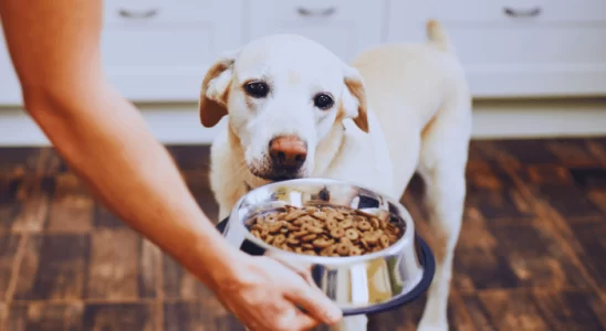 Tamanho do Cão na Escolha da Ração Aspecto Vital para a Saúde