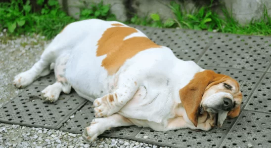 Obesidade em Pets Quais os Riscos para Cães e Gatos