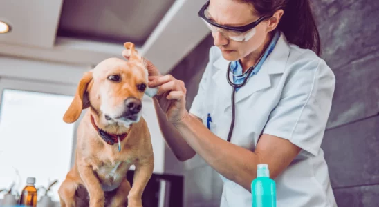 Orelhas do Cachorro Cuidados ao Limpar