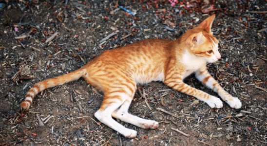 Perda de Massa Muscular em Pets: Quais Doenças Relacionadas?