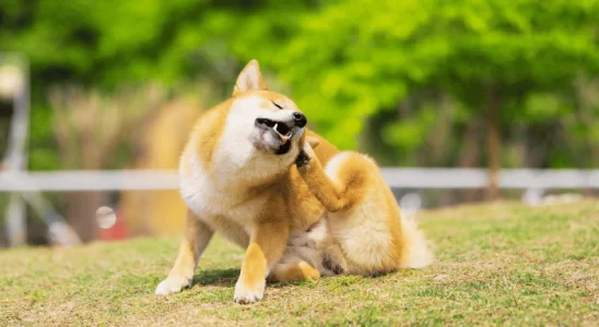 Pulgas em Cachorro Como Acabar com Elas