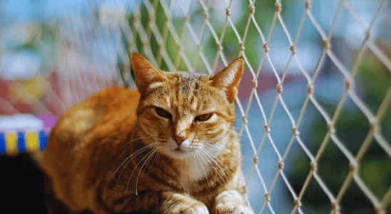 Telar Janelas Qual a Importância Para o Seu Gato?