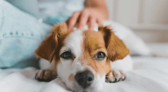 Cachorro Quer Carinho? Descubra Onde Cabeça, Barriga, Pernas?