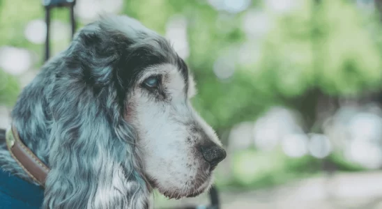 Catarata em Cachorro Saiba Como Se Desenvolve e o Tratamento