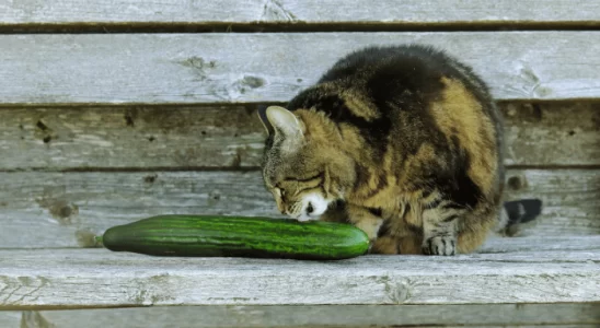 Medo de Pepino nos Gatos Descubra o Porquê